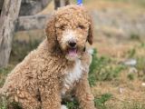 Safkan Standart Poodle Yavrular
