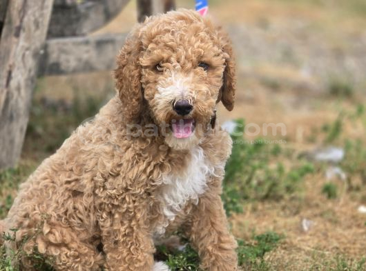 Safkan Standart Poodle Yavrular görsel