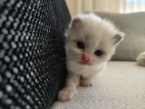 Safkan Ragdoll Blue Bi Color 5 Adet Yavru Yeni̇ Yuvaya Hazir