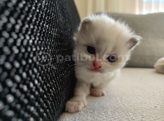 Safkan Ragdoll Blue Bi Color 5 Adet Yavru Yeni̇ Yuvaya Hazir görsel