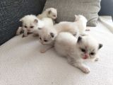 Safkan Ragdoll Blue Bi Color 5 Adet Yavru Yeni̇ Yuvaya Hazir