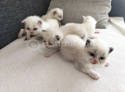 Safkan Ragdoll Blue Bi Color 5 Adet Yavru Yeni̇ Yuvaya Hazir görsel