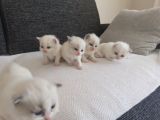 Safkan Ragdoll Blue Bi Color 5 Adet Yavru Yeni̇ Yuvaya Hazir