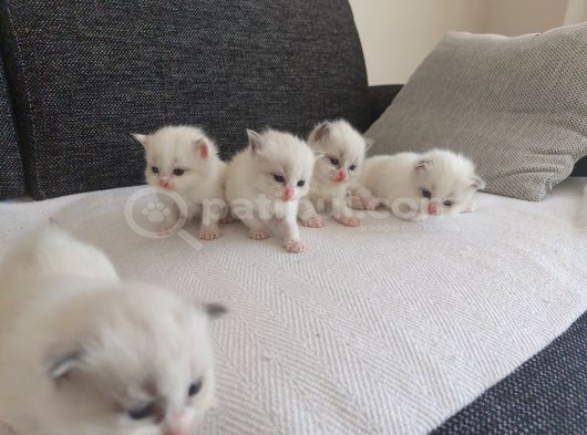 Safkan Ragdoll Blue Bi Color 5 Adet Yavru Yeni̇ Yuvaya Hazir görsel