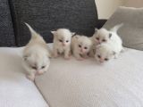 Safkan Ragdoll Blue Bi Color 5 Adet Yavru Yeni̇ Yuvaya Hazir