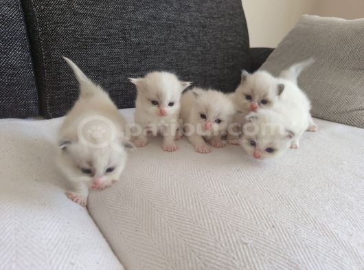 Safkan Ragdoll Blue Bi Color 5 Adet Yavru Yeni̇ Yuvaya Hazir görsel