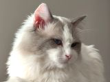 SAFKAN RAGDOLL BLUE BI COLOR 5 ADET YAVRU YENİ YUVAYA HAZIR