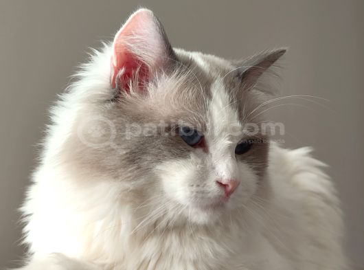 Safkan Ragdoll Blue Bi Color 5 Adet Yavru Yeni̇ Yuvaya Hazir