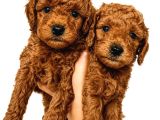 Zeka Küpü Sevgi̇ Dolu Ve Çok Eğlenceli̇ Toy Poodle
