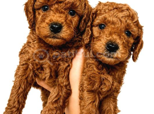 Zeka Küpü Sevgi̇ Dolu Ve Çok Eğlenceli̇ Toy Poodle görsel