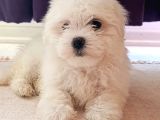 Safkan Efsoo Malti̇poo Yavrulari