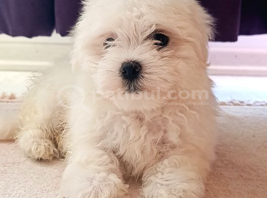 Safkan Efsoo Malti̇poo Yavrulari görsel