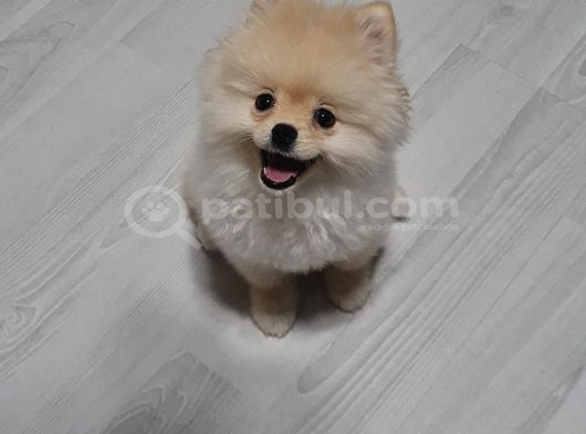 Eğitimli Dişi Teddy Bear görsel