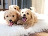 Safkan Efsoo Malti̇poo Yavrulari