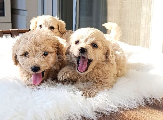 Safkan Efsoo Malti̇poo Yavrulari görsel
