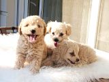 SAFKAN EFSOO MALTİPOO YAVRULARI