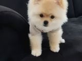 Eğitimli Dişi Teddy Bear