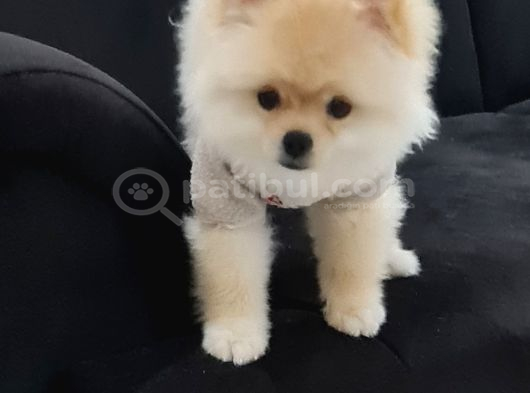 Eğitimli Dişi Teddy Bear görsel