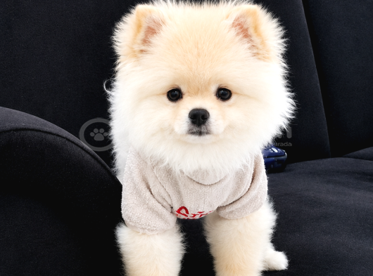 Eğitimli Dişi Teddy Bear