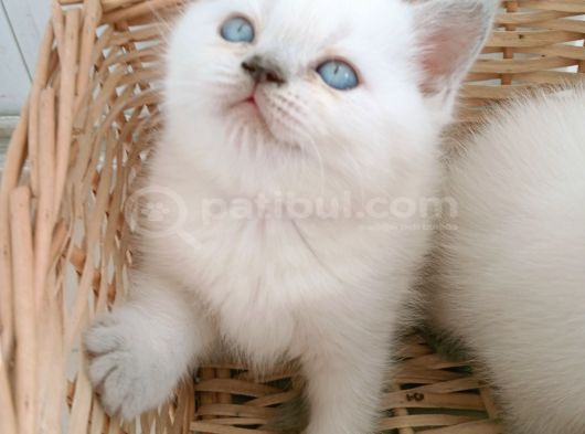 Mavi Gözlü Blue Point Yavrular görsel