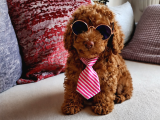 Anne altından Kore Toy poodle bebekler Kocaeli