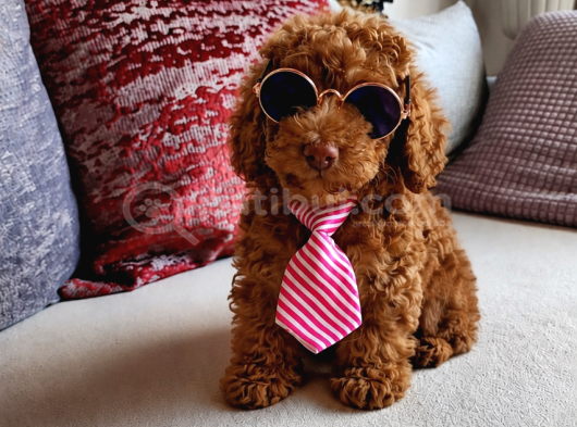 Anne Altından Kore Toy Poodle Bebekler Kocaeli