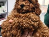 Anne Altından Kore Toy Poodle Bebekler Kocaeli