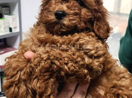 Anne Altından Kore Toy Poodle Bebekler Kocaeli görsel