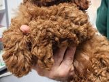 Anne Altından Kore Toy Poodle Bebekler Kocaeli