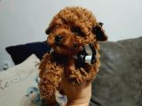 Anne Altından Kore Toy Poodle Bebekler Kocaeli