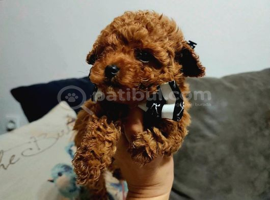 Anne Altından Kore Toy Poodle Bebekler Kocaeli görsel