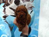 Deni̇zli̇ni̇n En Gözde Poodle Bebekleri̇