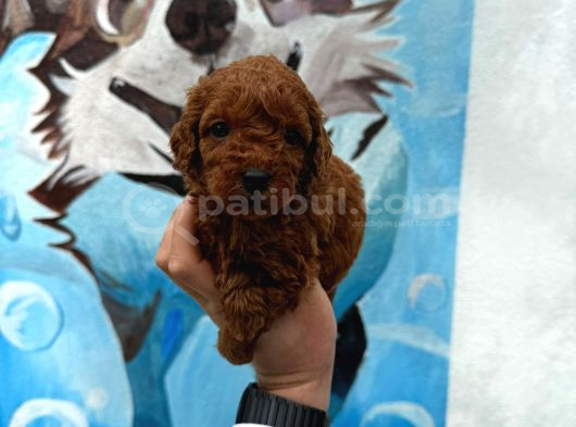 Deni̇zli̇ni̇n En Gözde Poodle Bebekleri̇ görsel