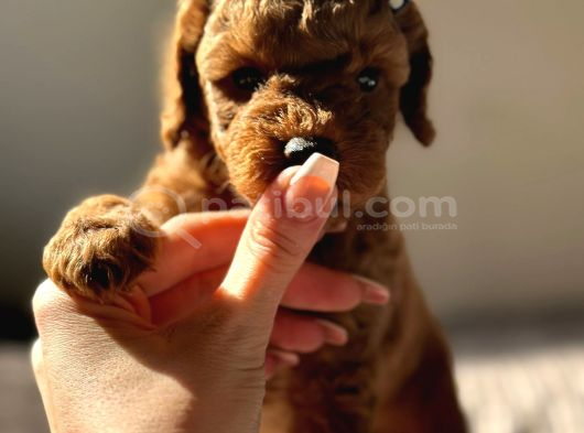 Deni̇zli̇ni̇n En Gözde Poodle Bebekleri̇ görsel