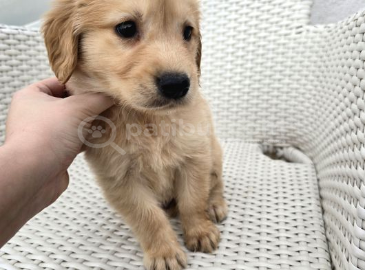 A Kalite Golden Bebekler görsel