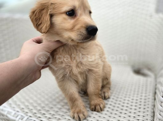A Kalite Golden Bebekler görsel