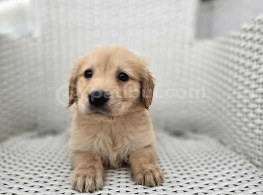 A Kalite Golden Bebekler