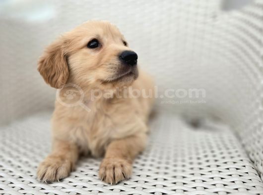 A Kalite Golden Bebekler görsel