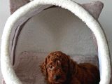 Deni̇zli̇ni̇n En Gözde Poodle Bebekleri̇