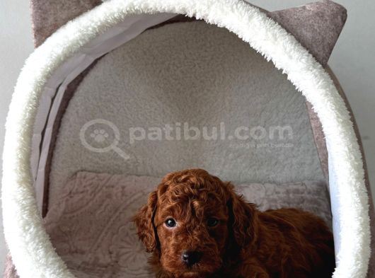 Deni̇zli̇ni̇n En Gözde Poodle Bebekleri̇ görsel