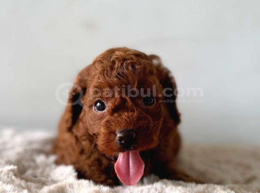 Deni̇zli̇ni̇n En Gözde Poodle Bebekleri̇