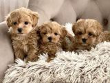 Mini Maltipoo Yavrular
