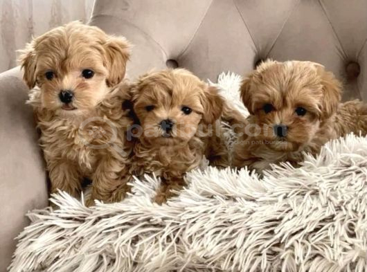 Mini Maltipoo Yavrular