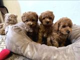 Mini Maltipoo Yavrular