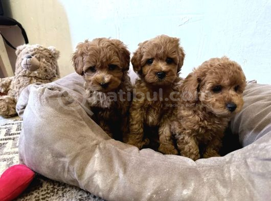 Mini Maltipoo Yavrular görsel