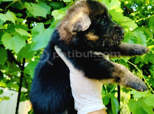 Düşük Bel Alman Kurdu Yavruları görsel
