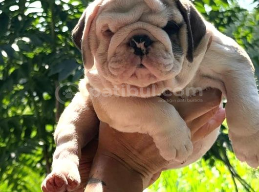 Tombi̇ş Bebekler görsel