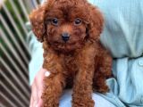 Toy Poodle Sevi̇mli̇ Yavrular Ev Üreti̇mi̇