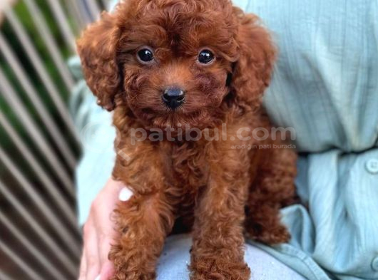Toy Poodle Sevi̇mli̇ Yavrular Ev Üreti̇mi̇ görsel