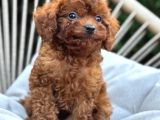Toy Poodle Sevi̇mli̇ Yavrular Ev Üreti̇mi̇